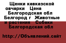 Щенки кавказской овчарки › Цена ­ 5 000 - Белгородская обл., Белгород г. Животные и растения » Собаки   . Белгородская обл.